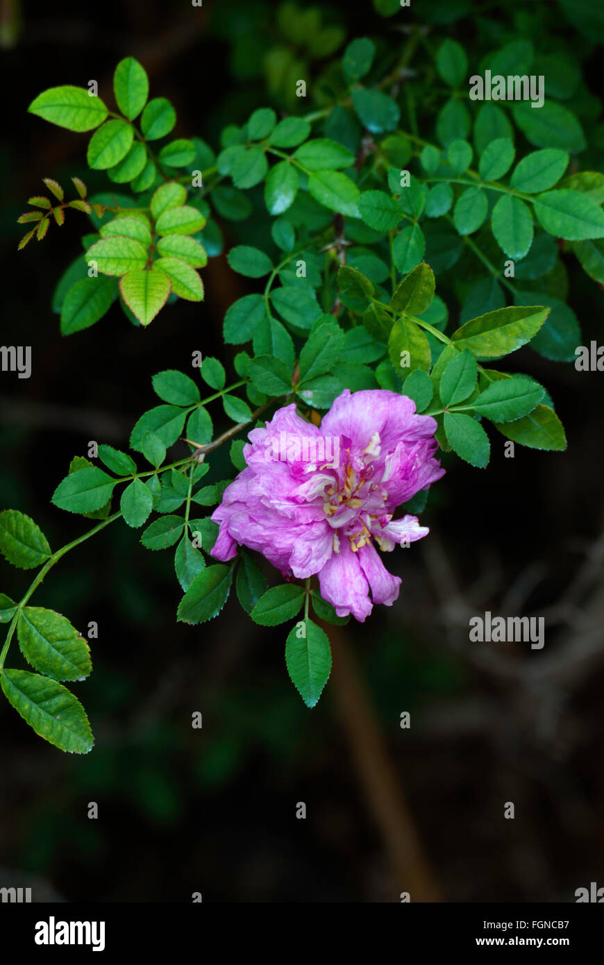Rosa, especies, castaño rosado, rosa, especies,salvaje, Foto de stock