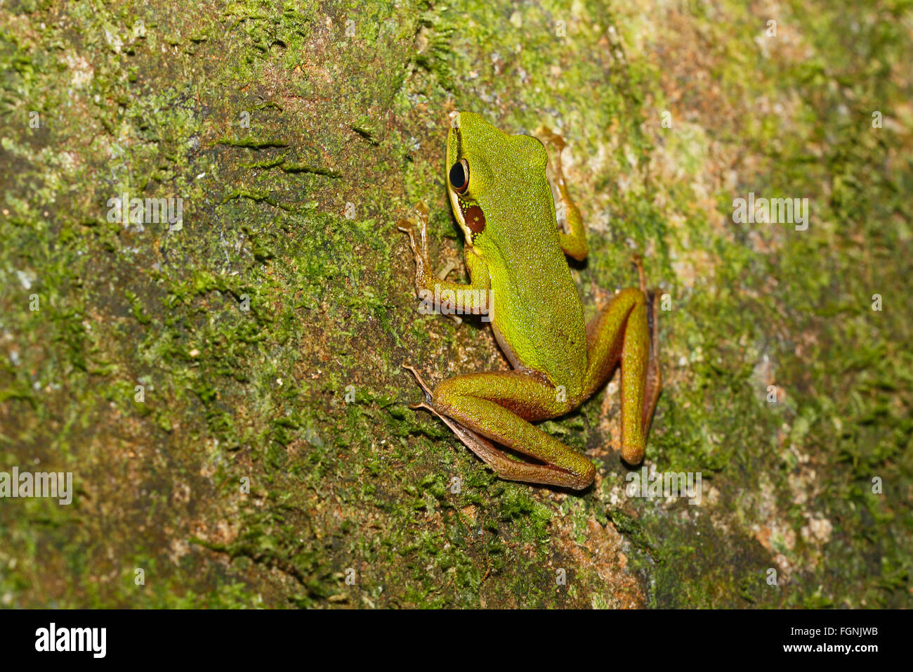 Blanco-labiado (RANA rana rana chalconota), verdadero en la selva tropical, Sarawak, Borneo, Malasia Foto de stock