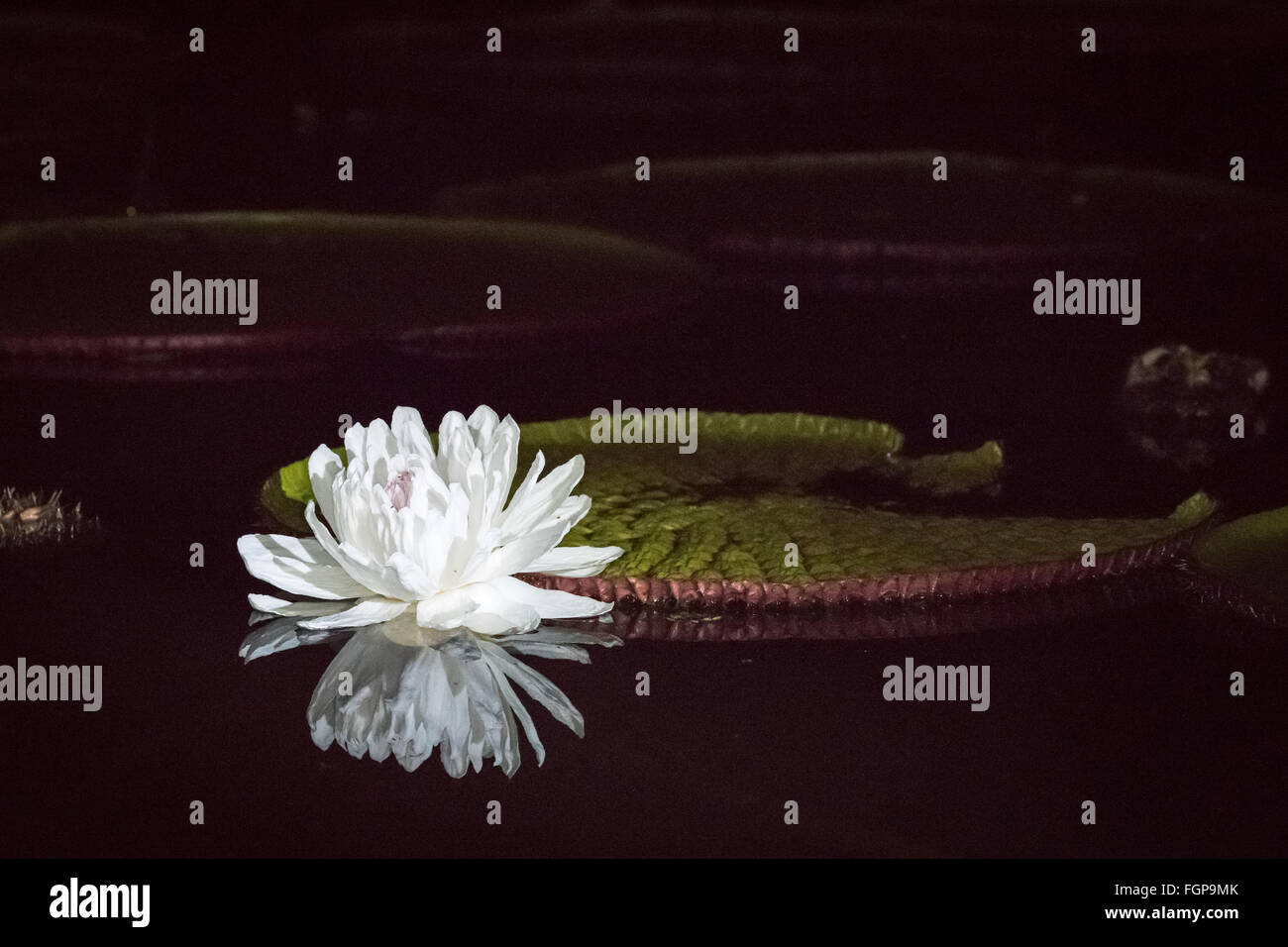 Flor se abre por la noche fotografías e imágenes de alta resolución - Alamy
