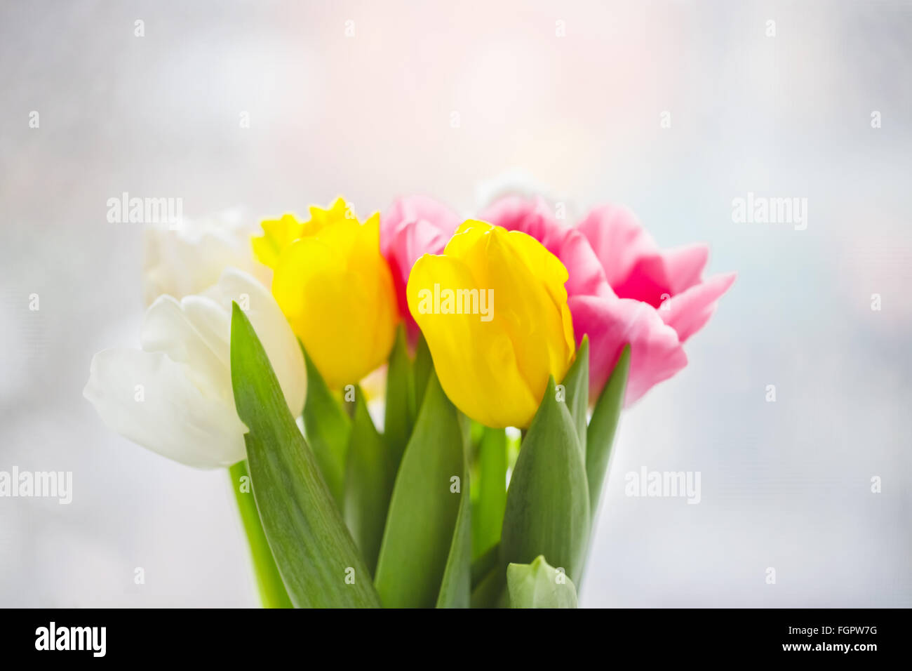 Hermosa rosa y púrpura tulipanes. un ramo de flores para el 8 de marzo, o el día de San Valentín Foto de stock