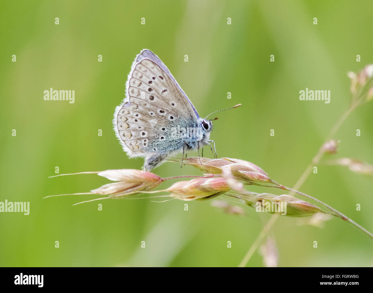 Macho azul común (mariposa Polyommatus icarus) encaramado en un tallo de hierba. Foto de stock