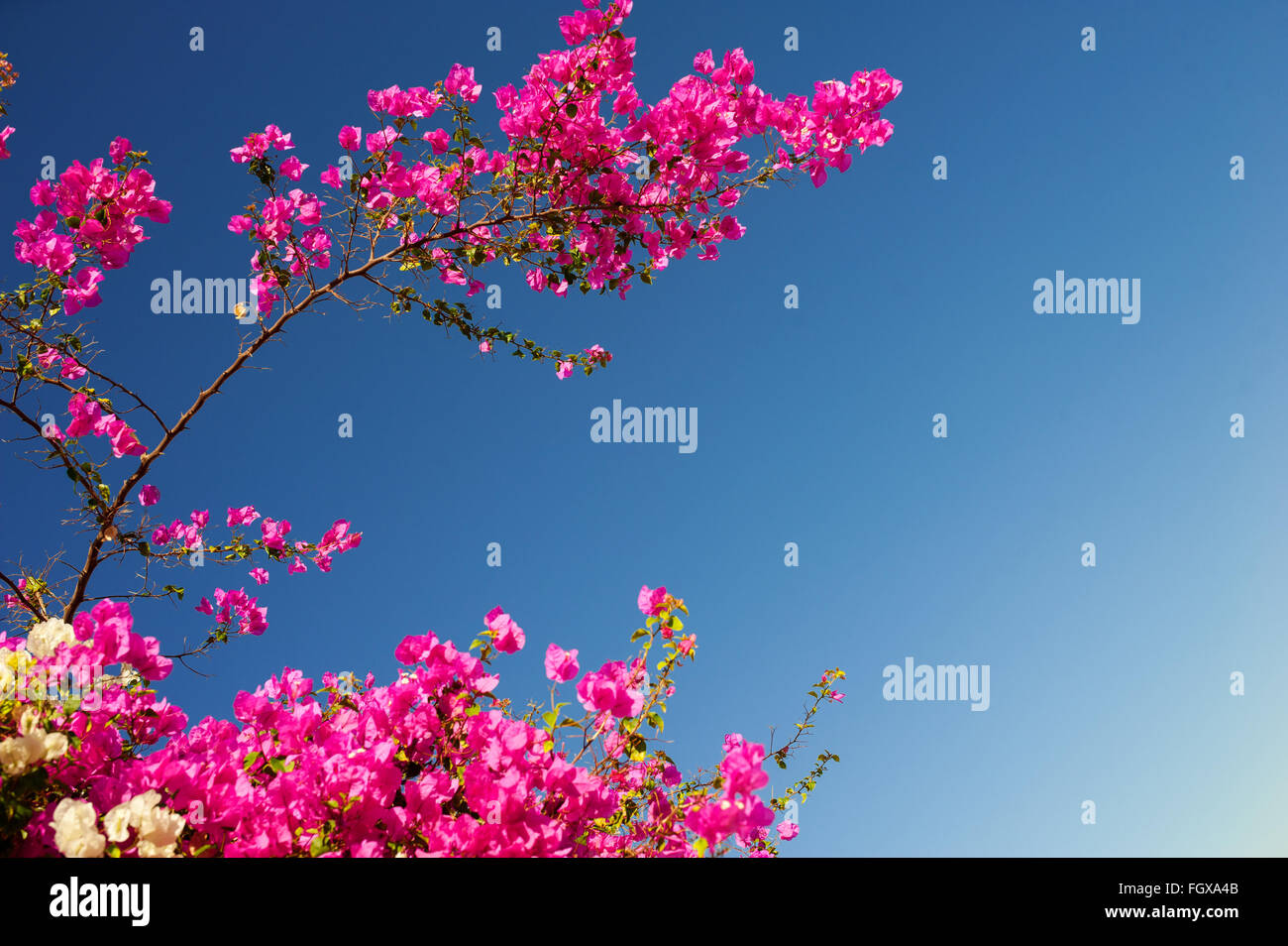 Ramas floridas buganvillas rosas sobre un fondo de cielo azul Foto de stock