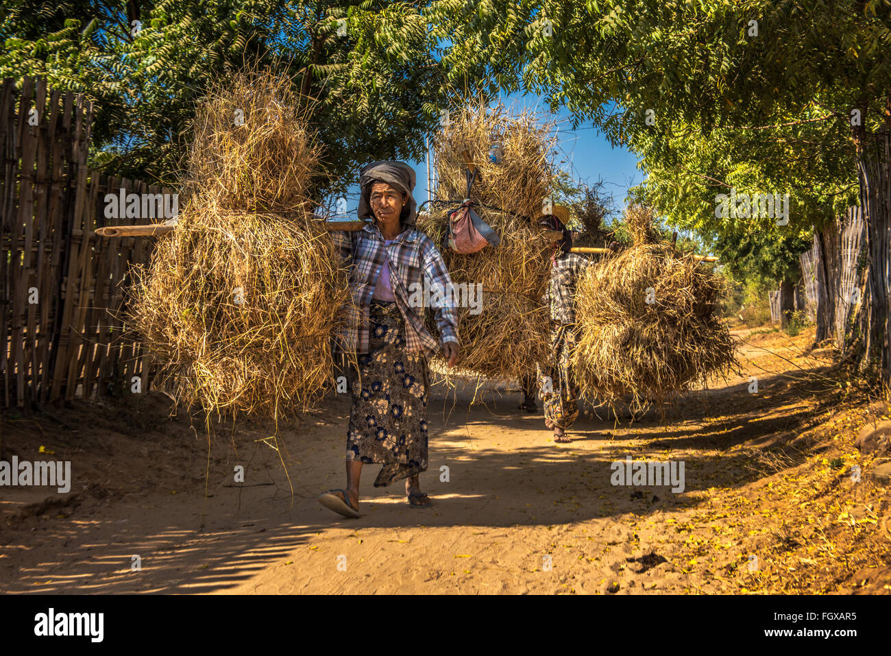 Los agricultores birmanos llevando hays en la espalda en el campo cerca de Bagan, Myanmar Foto de stock