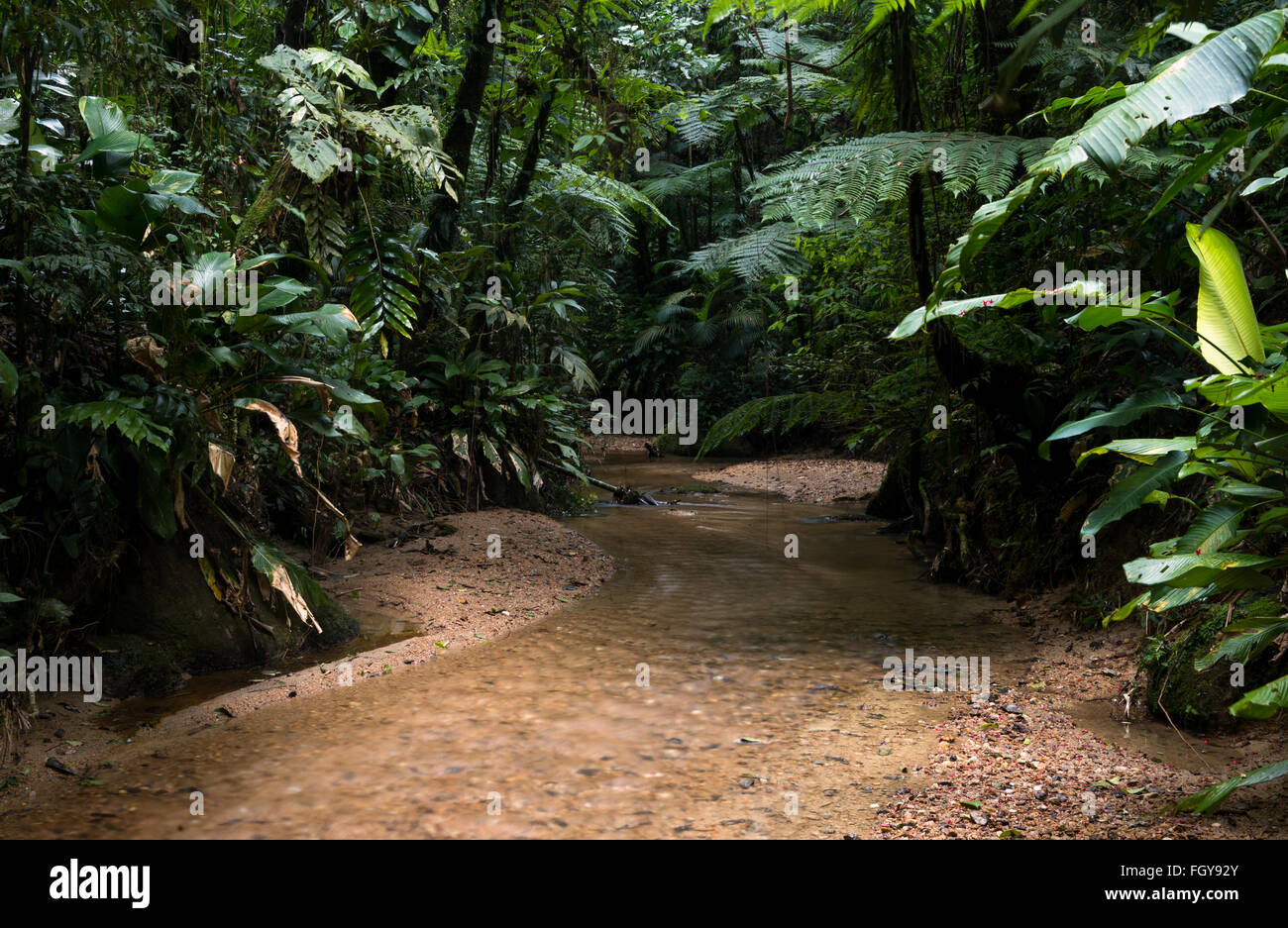 Un arroyo en medio apartada Selva Atlántica primaria Foto de stock