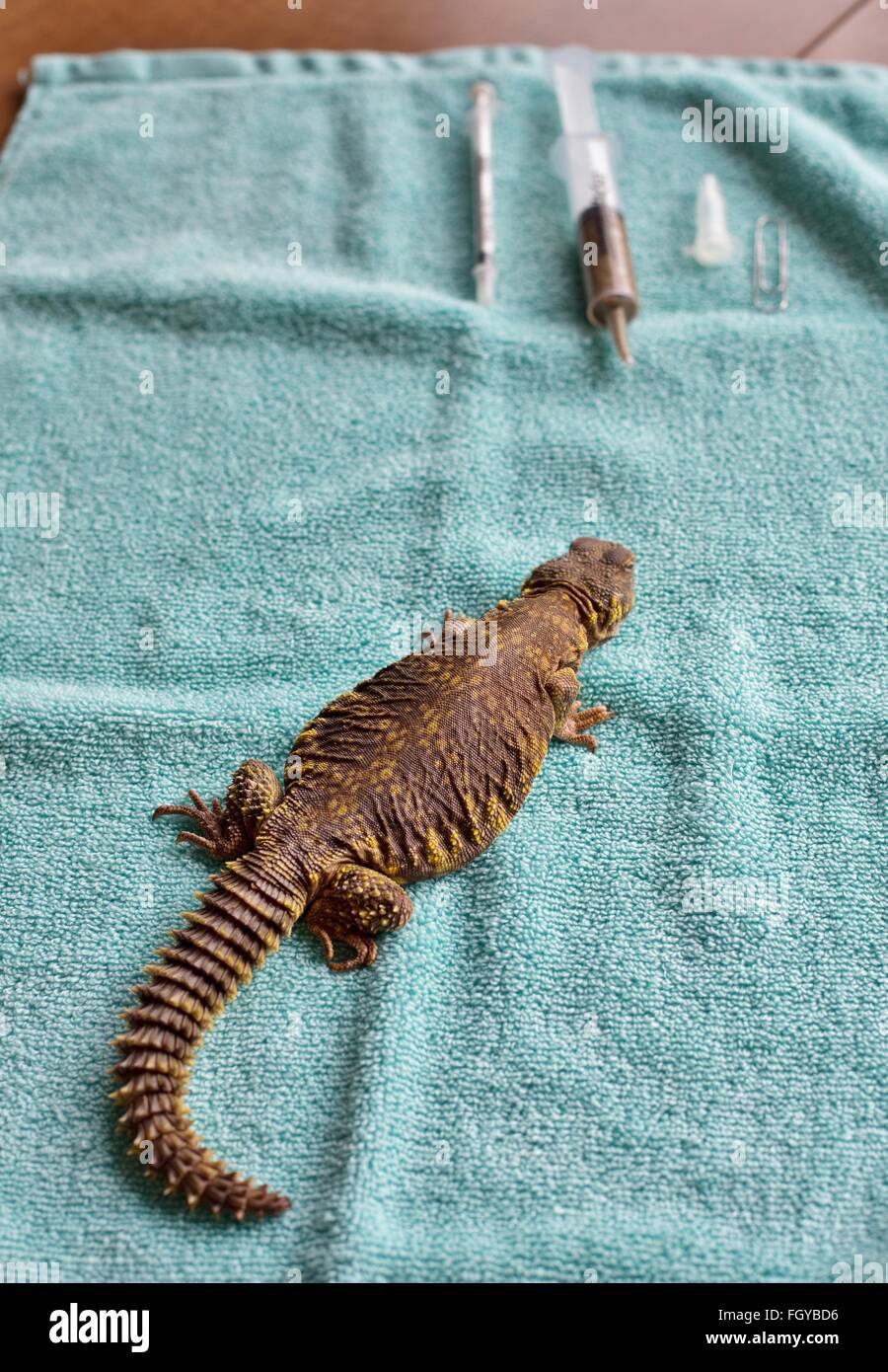Un lagarto de cola espinosa de Uromastyx enfermo en una toalla, va a recibir tratamiento. Foto de stock