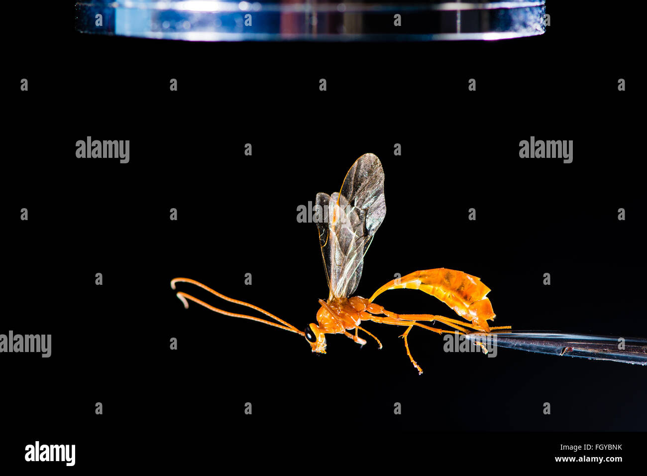 Un microscopio y pinzas utilizados durante el examen de Ophion luteus, una mangosta egipcia wasp Foto de stock