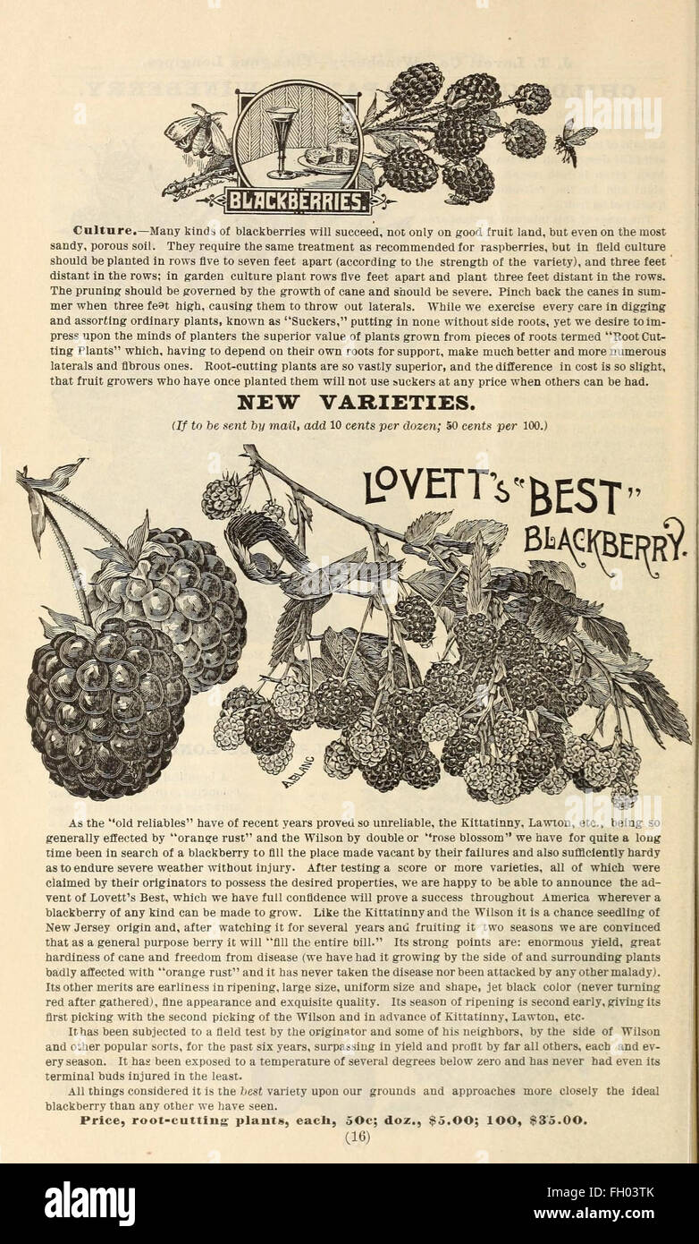 Lovett's catálogo ilustrado de frutales y ornamentales y plantas para el otoño de 1891 Foto de stock