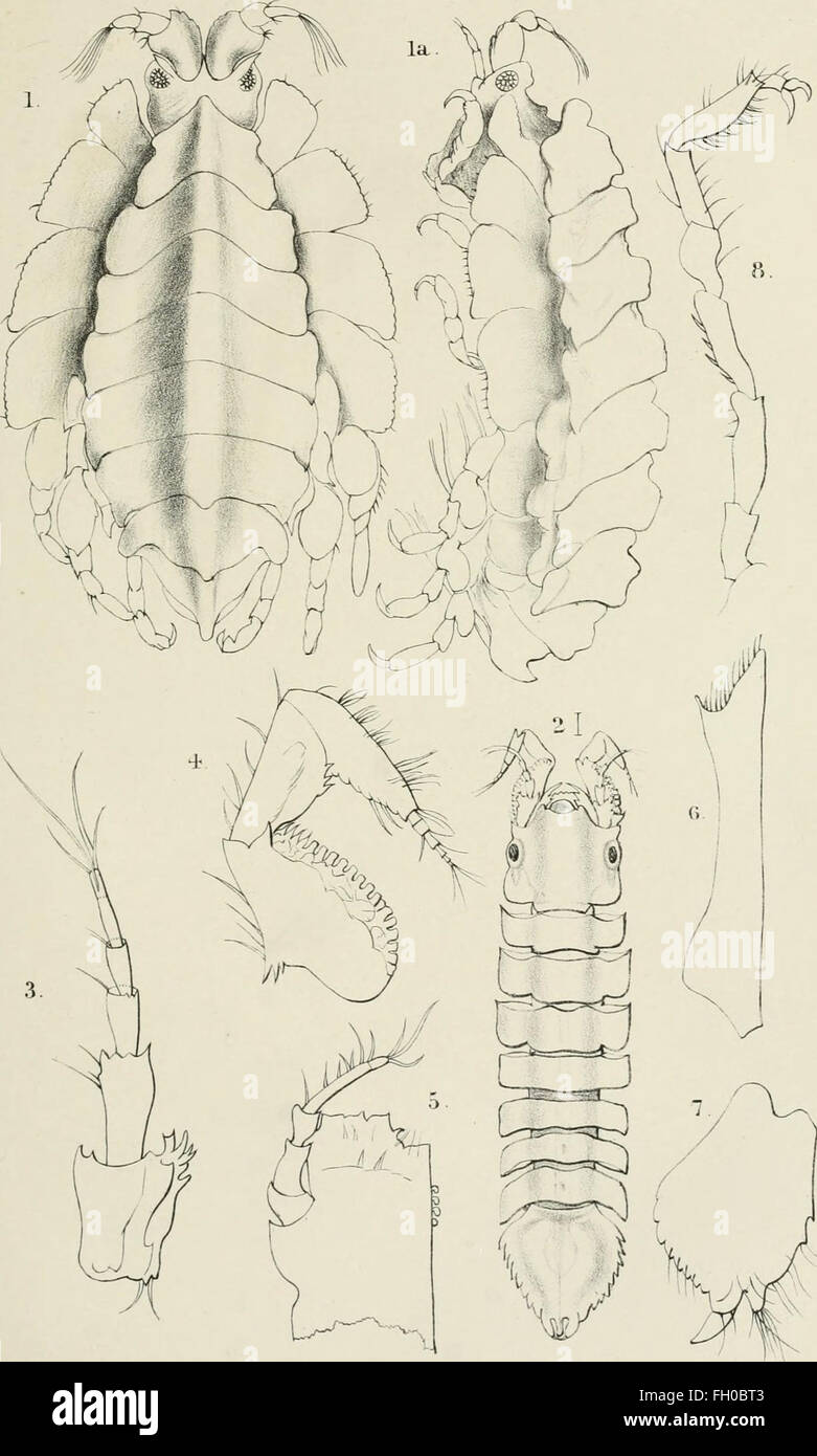 La revista anales y de historia natural, zoología, botánica y geología (1838) Foto de stock