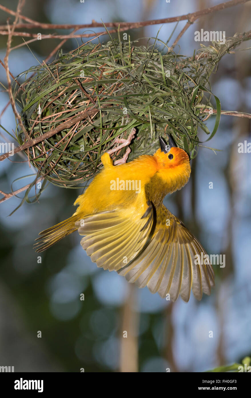 Taveta golden Weaver (Ploceus castaneiceps) construir nido, la cautividad (nativa de África oriental) Foto de stock