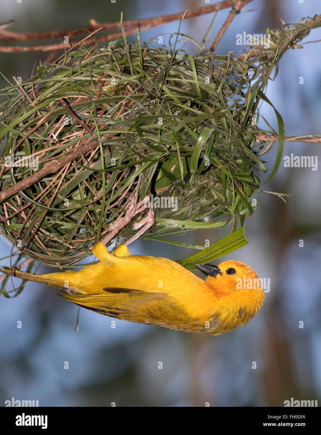 Taveta golden Weaver (Ploceus castaneiceps) construir nido, la cautividad (nativa de África oriental) Foto de stock