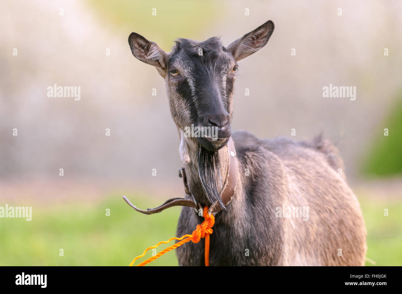 Retrato de cabra barbudo cerrar Foto de stock