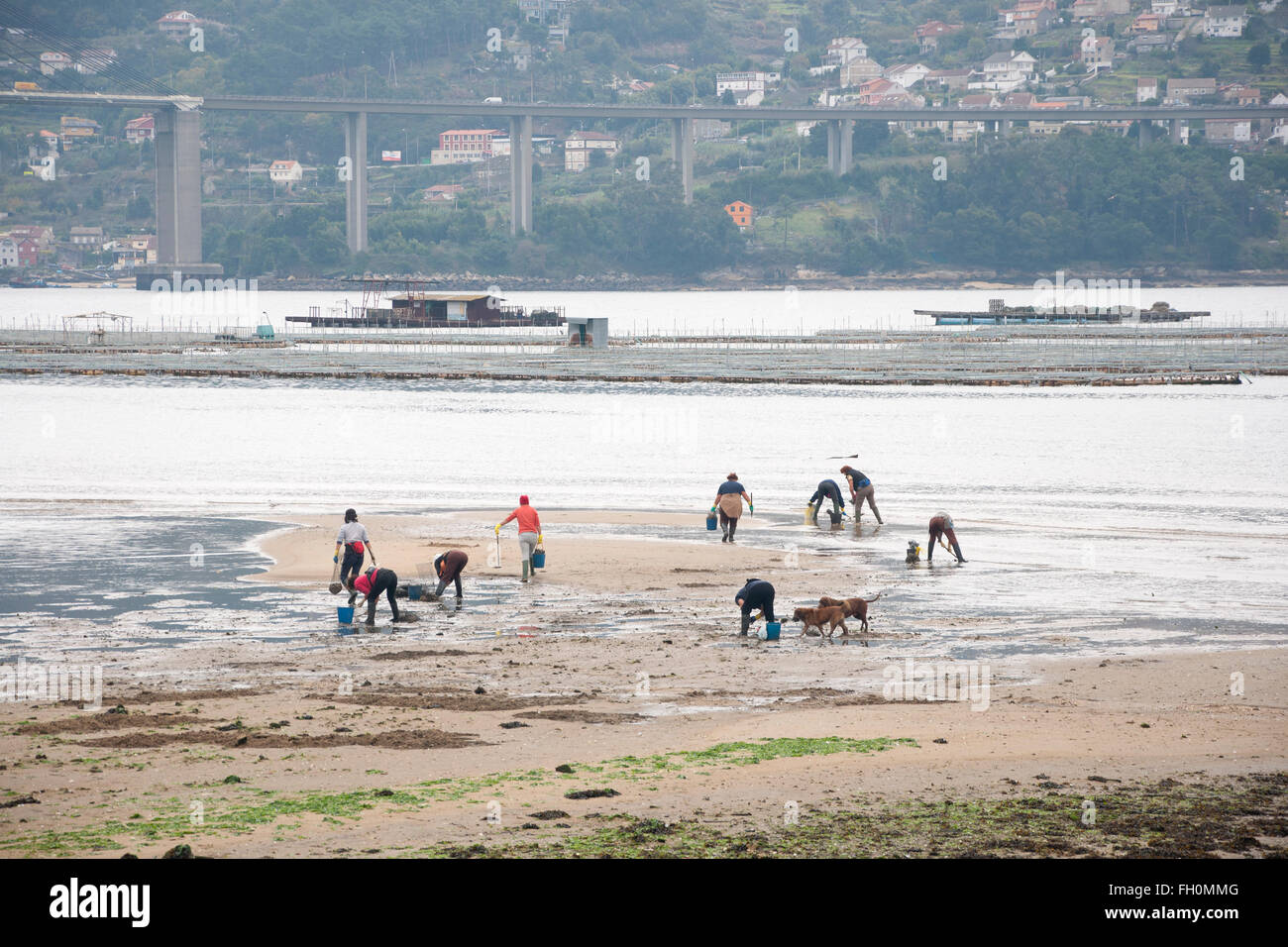 Pescadoras recoger marisco en la Ría de Vigo, Galicia, España Foto de stock