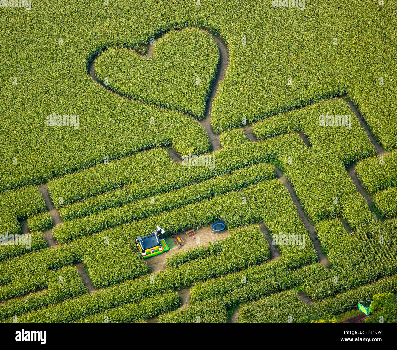 Laberinto con un corazón en el maizal, laberinto de maíz, corazón verde
