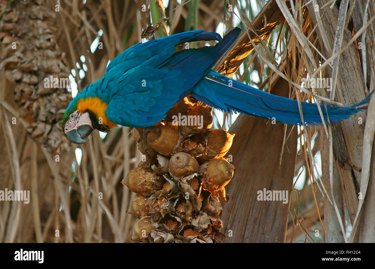 Guacamayo azul y amarillo fotografías e imágenes de alta resolución Alamy