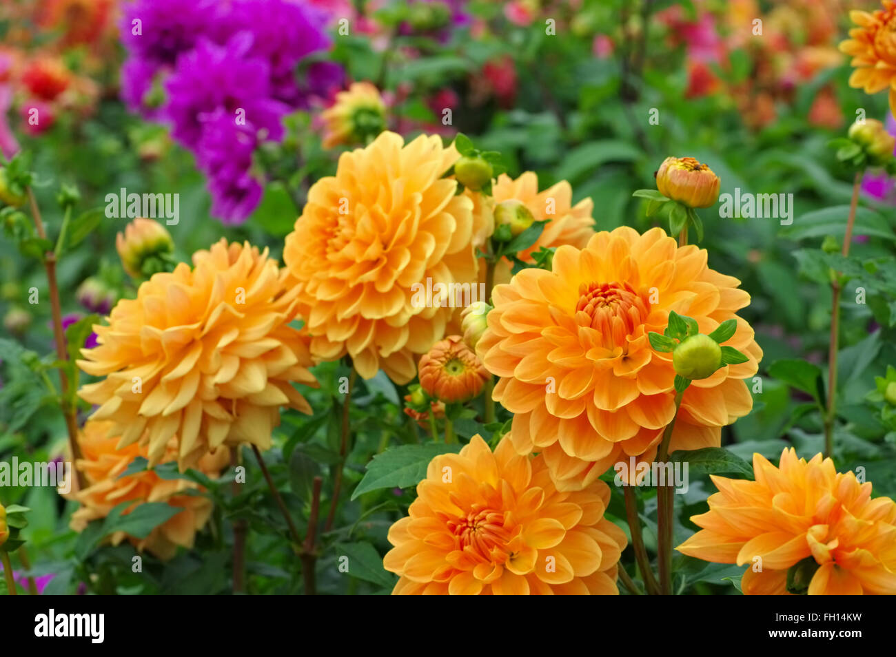 Dahlie Im Sommer, Jardín de los Naranjos - Dahlia en verano, es llamado Jardín de los Naranjos Foto de stock