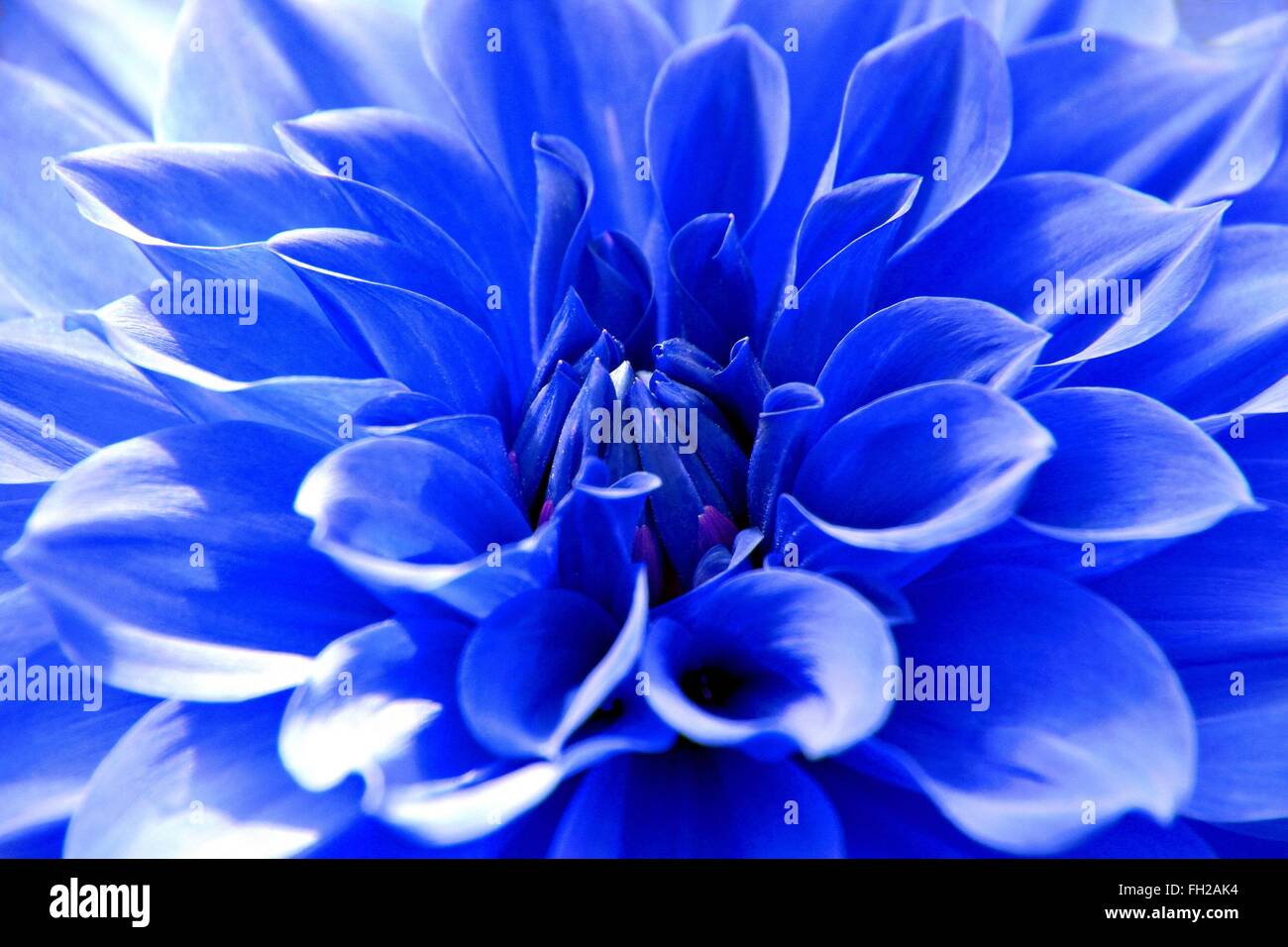 Flor de dalia azul fotografías e imágenes de alta resolución - Alamy
