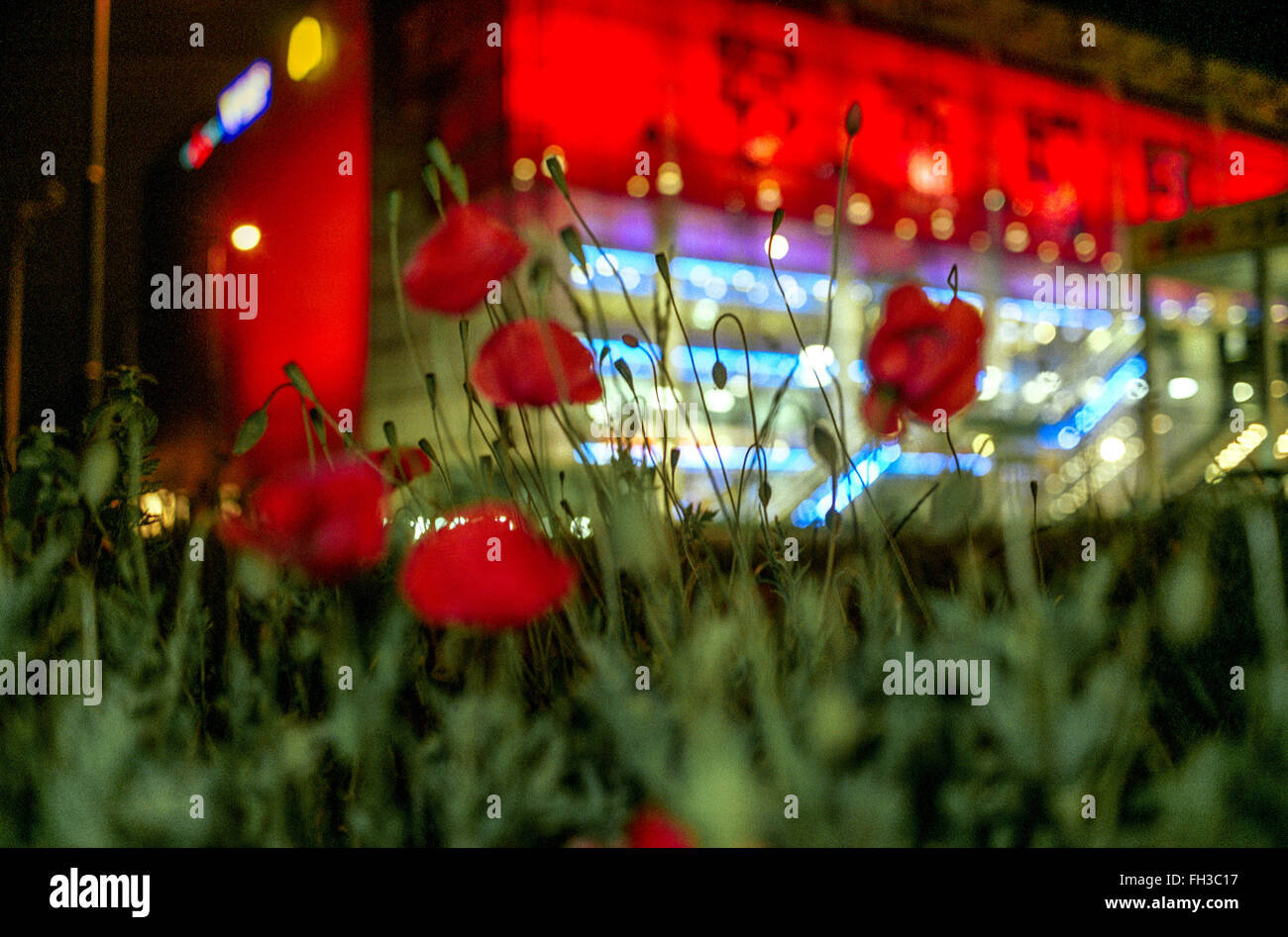 Las amapolas crecen frente al centro comercial, escena nocturna, plantas urbanas Foto de stock