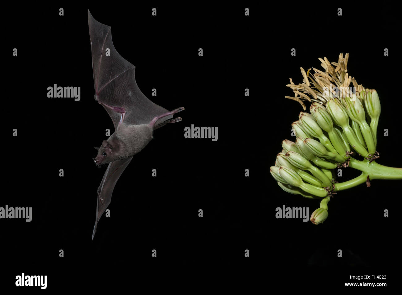 Menor de larga nariz, murciélago Leptonycteris yerbabuenae (curasoae), alimentándose de agave florece, Green Valley, Arizona, EE.UU. Foto de stock