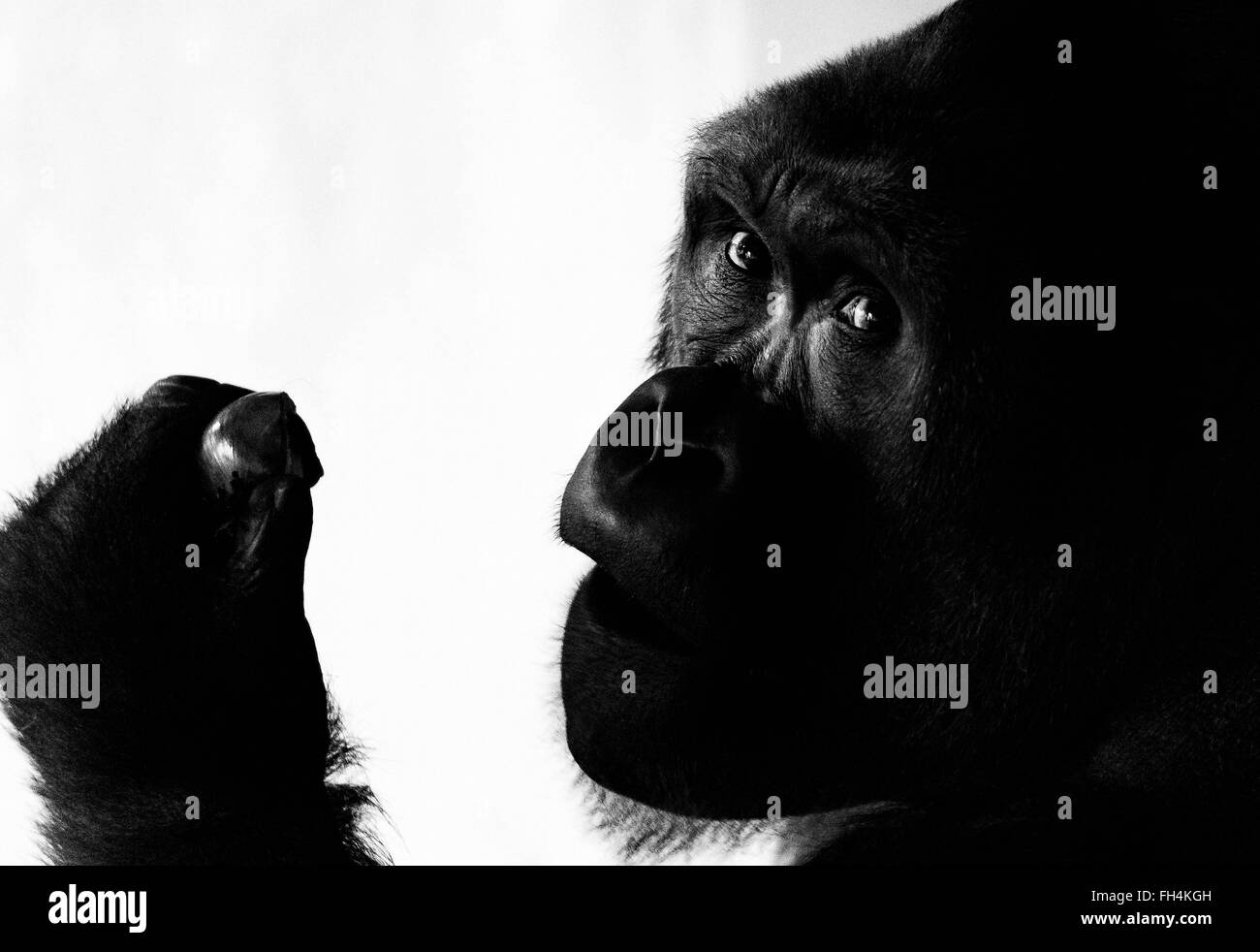 Cabeza de gorila rodada en B&W con ojos resaltados comer una cebolla Foto de stock