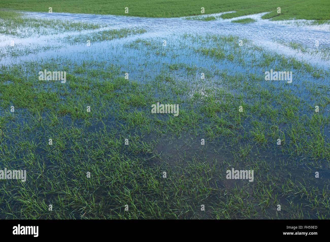 Un campo de agricultores inundados de agua Foto de stock
