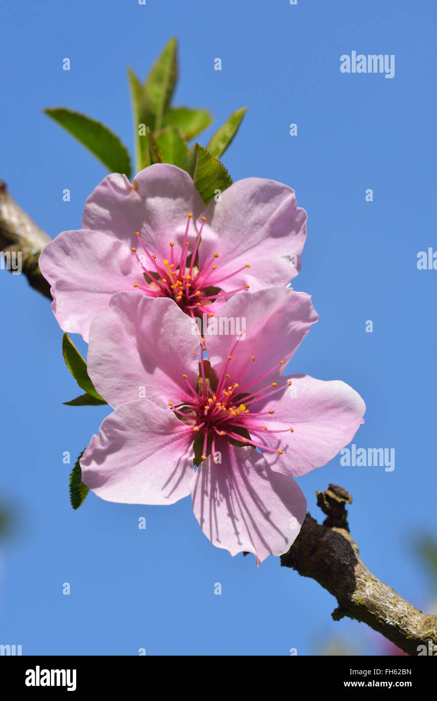 Imagenes de flores de almendro fotografías e imágenes de alta resolución -  Alamy