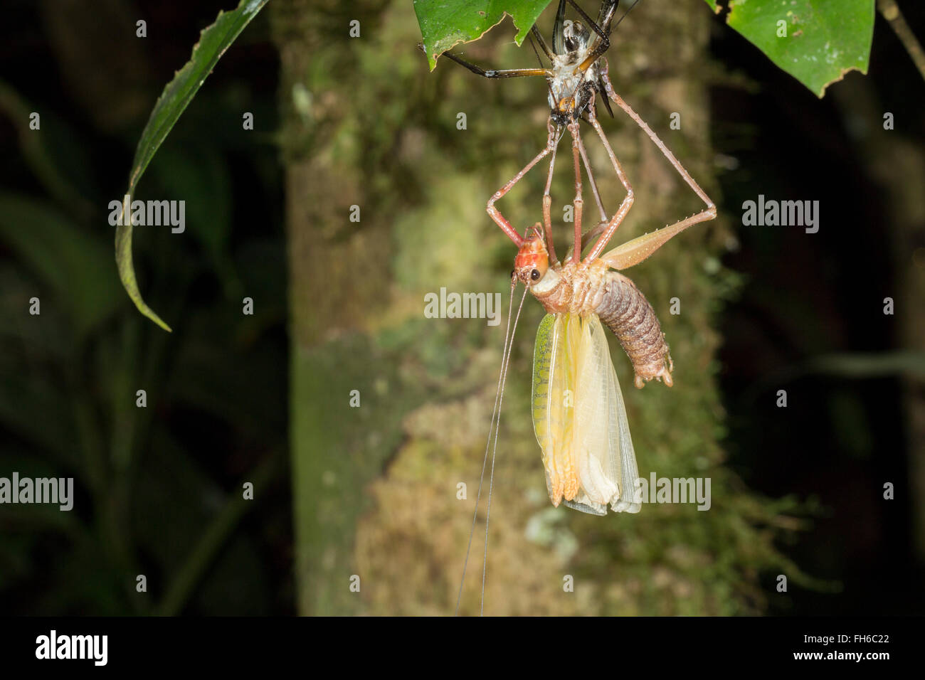 Este arbusto cricket acaba de arrojar su piel en el sotobosque de la selva en la noche, provincia de Pastaza. Ecuador. Foto de stock