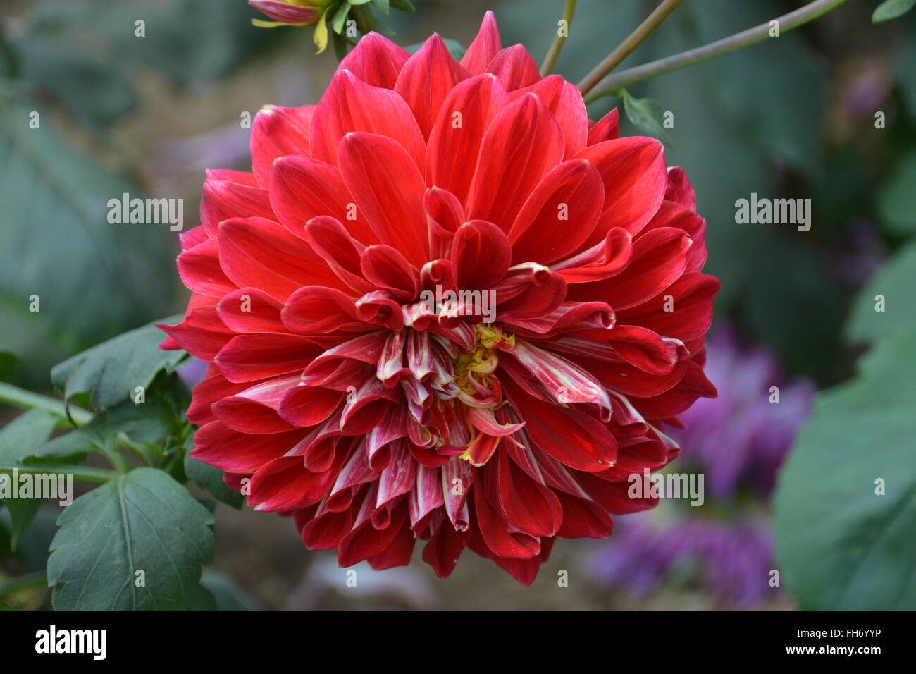 Una flor Foto de stock