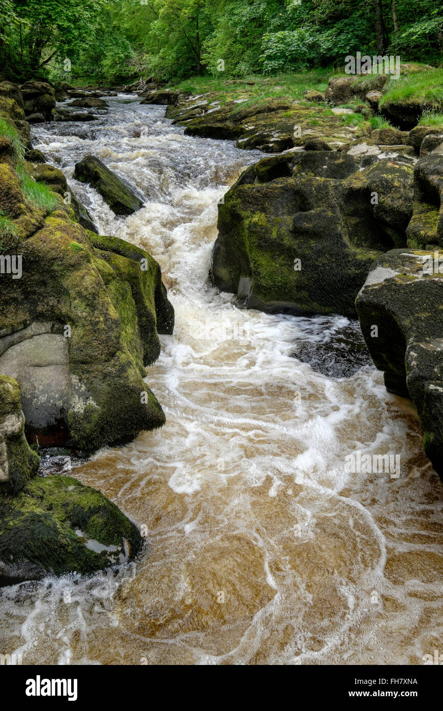 Los Strid, una serie de cascadas y rápidos en el río Wharfe cerca de Bolton Abbey, Yorkshire, Inglaterra Foto de stock