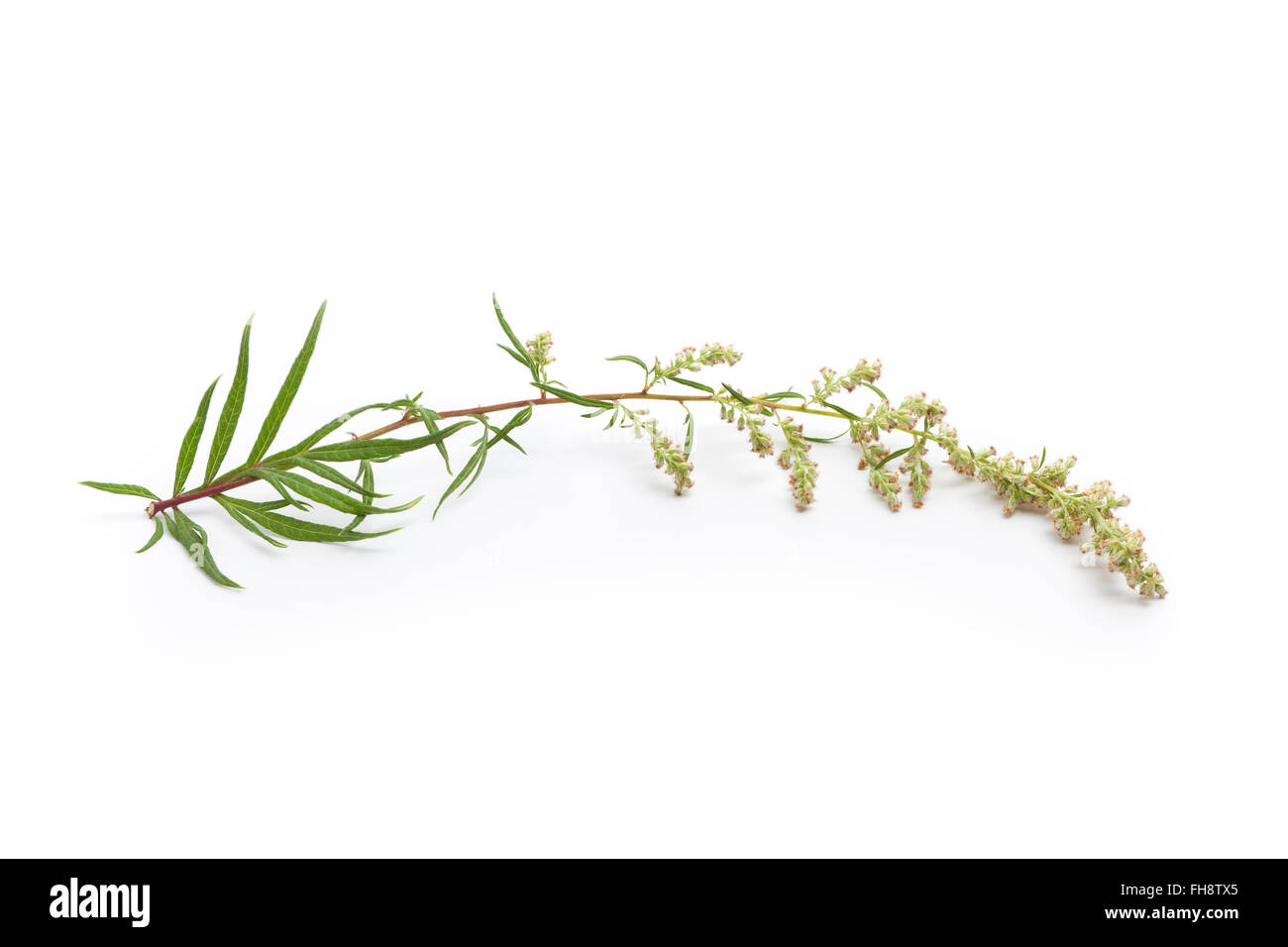 Ramita od Mugwort fresca, Artemisia vulgaris, la medicina herbaria sobre fondo blanco. Foto de stock
