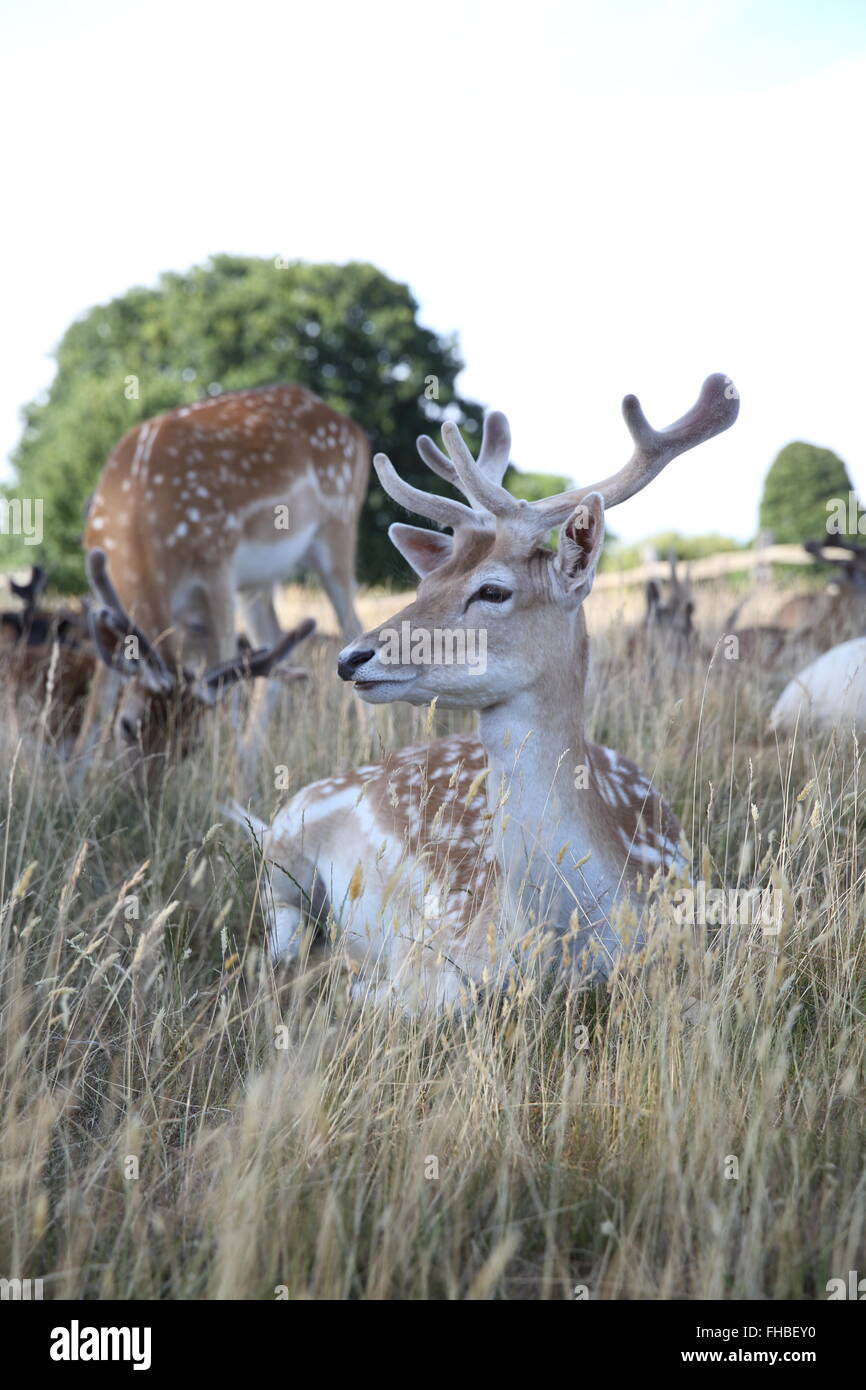Bastante ciervos pastan en Royal Bushy Park, en Richmond, Londres, Reino Unido. Foto de stock