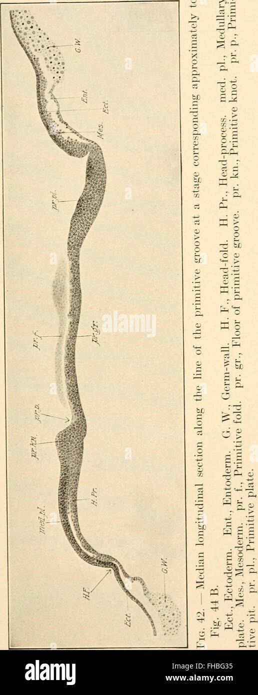 El desarrollo de la chica; una introducción a la embriología (1908) Foto de stock
