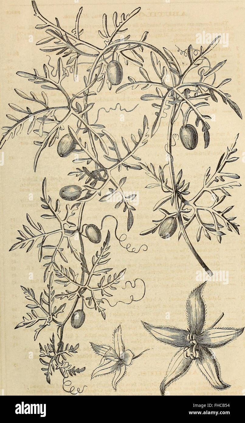 Washburn y Co. guía del cultivador aficionado a la flor y huerta - contiene una lista descriptiva de dos mil variedades de semillas de flores y hortalizas, - también una lista de híbridos francés Foto de stock