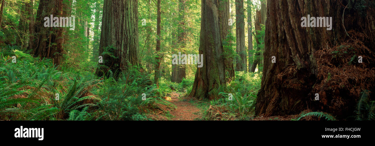 Vías a través de centenarios árboles Sequoia en Redwood Forest en la costa norte de California Foto de stock