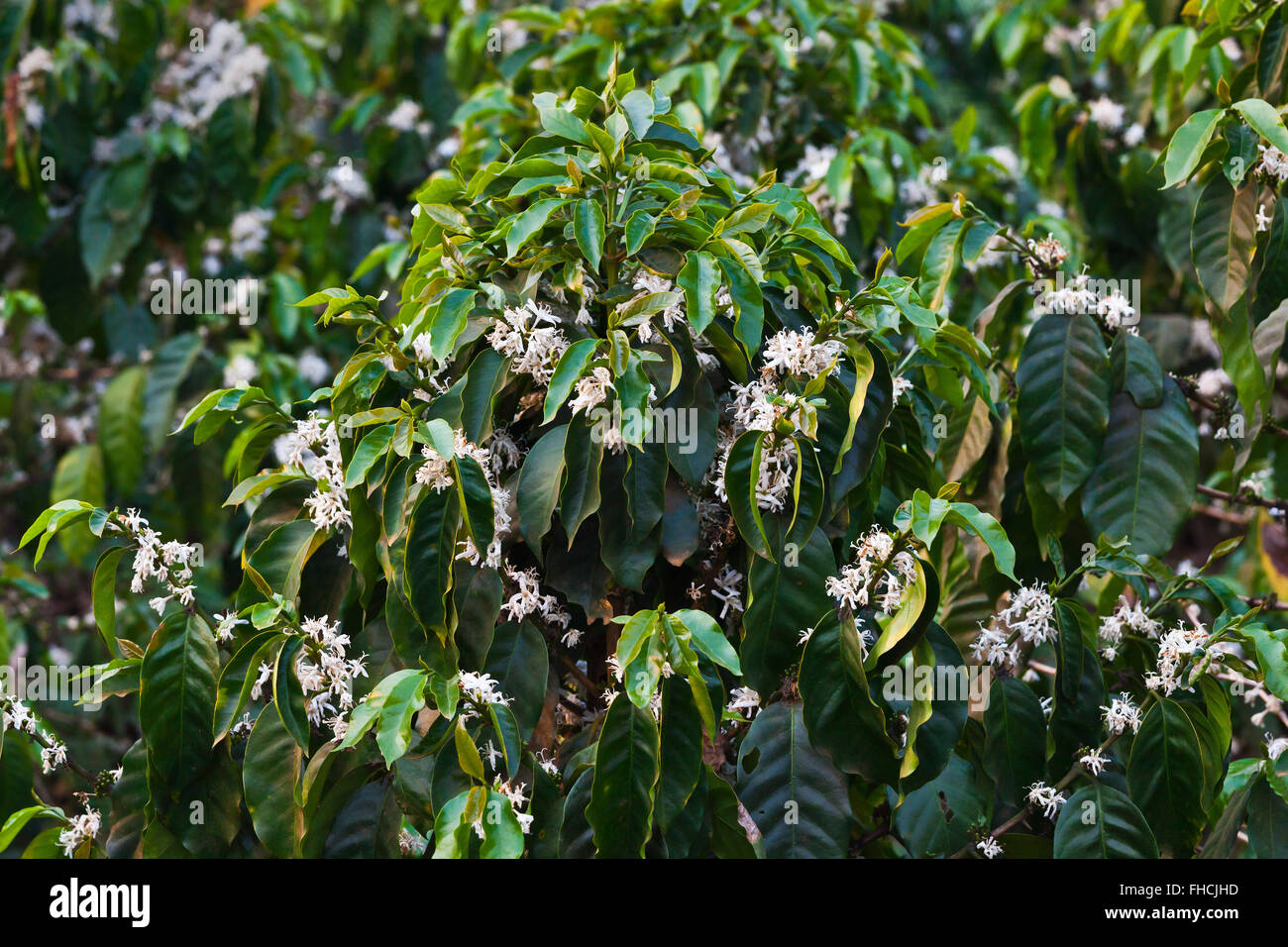 Plantas de café fotografías e imágenes de alta resolución - Alamy Plantas de café fotografías e imágenes de alta resolución - Alamy
