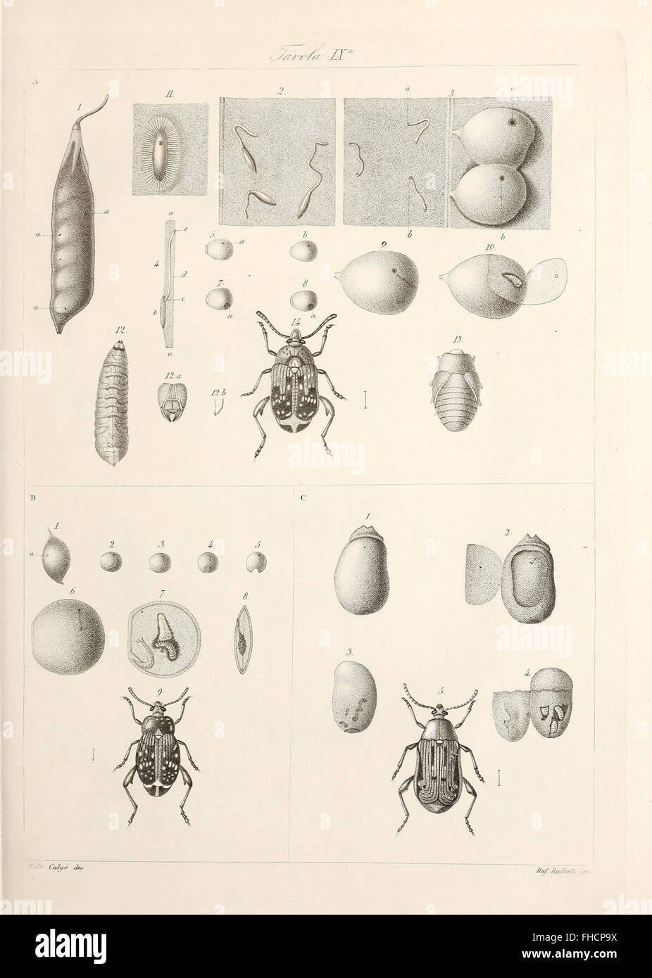Degl' che insetti attaccano l'albero ed il frutto dell'olivo (1857) Foto de stock