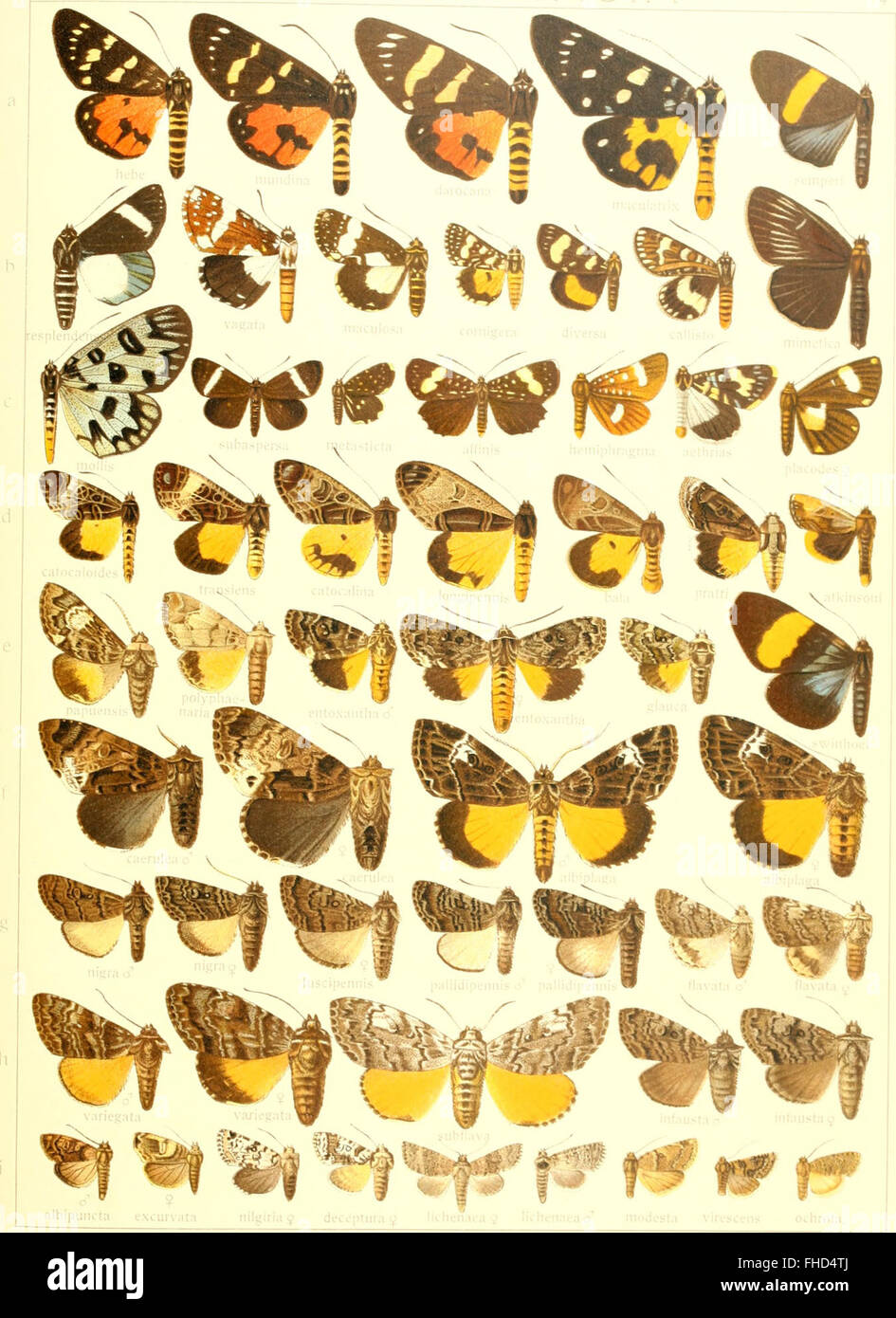 Die Gross-Schmetterlinge der Erde - eine systematische Bearbeitung der bis jetzt bekannten Gross-Schmetterlinge (1900) Foto de stock