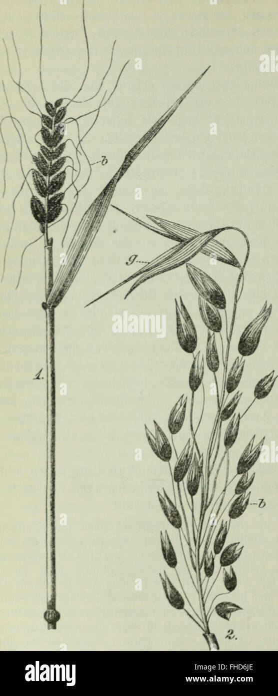 Die Krankheiten der Pflanzen; Ein Handbuch fC3BCr Land- und Forstwirte, GC3A4rtner, und Gartenfreunde Botaniker (1895) Foto de stock