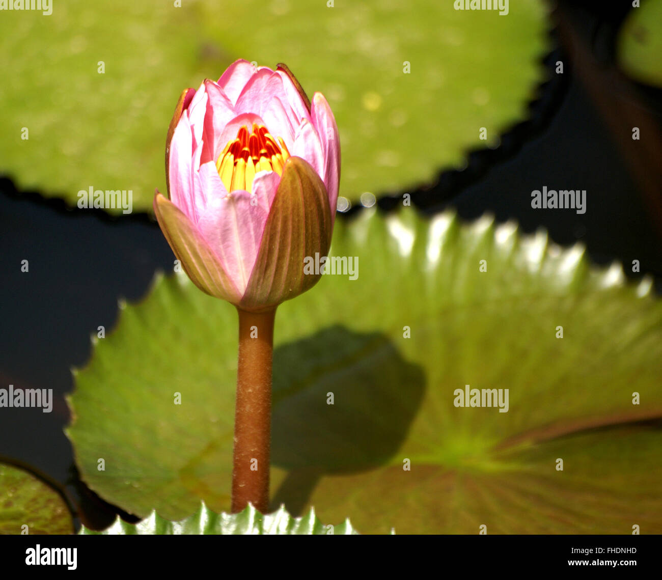 Nymphaea pubescens, peludo, lirio de agua lirio de agua rosada, acuática rhizomatous planta con hojas finamente dentadas redondeadas, flor rosa Foto de stock
