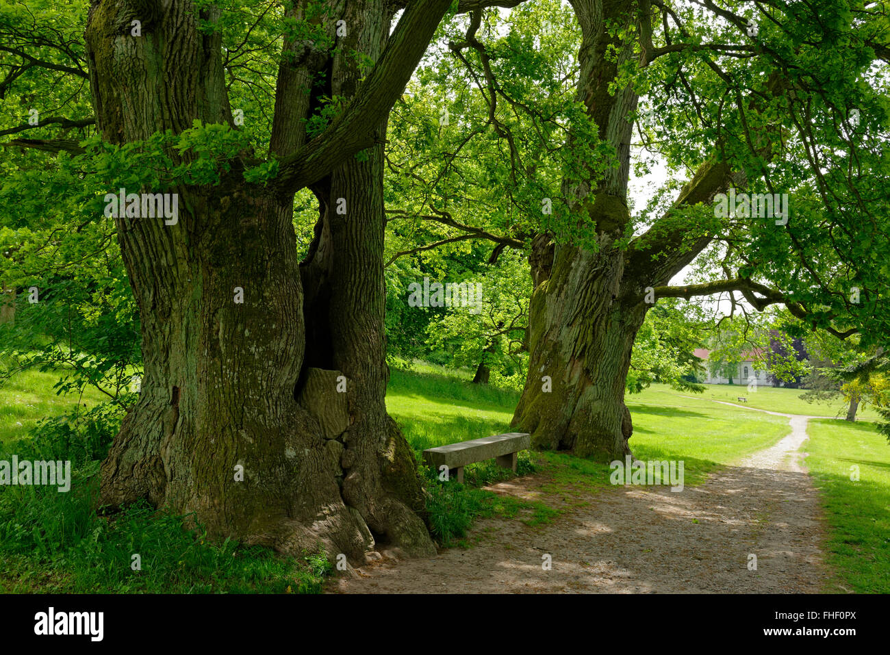 Mighty Oaks, viejos árboles en el jardín del palacio, Putbus, Rügen, Mecklemburgo-Pomerania Occidental, Alemania Foto de stock