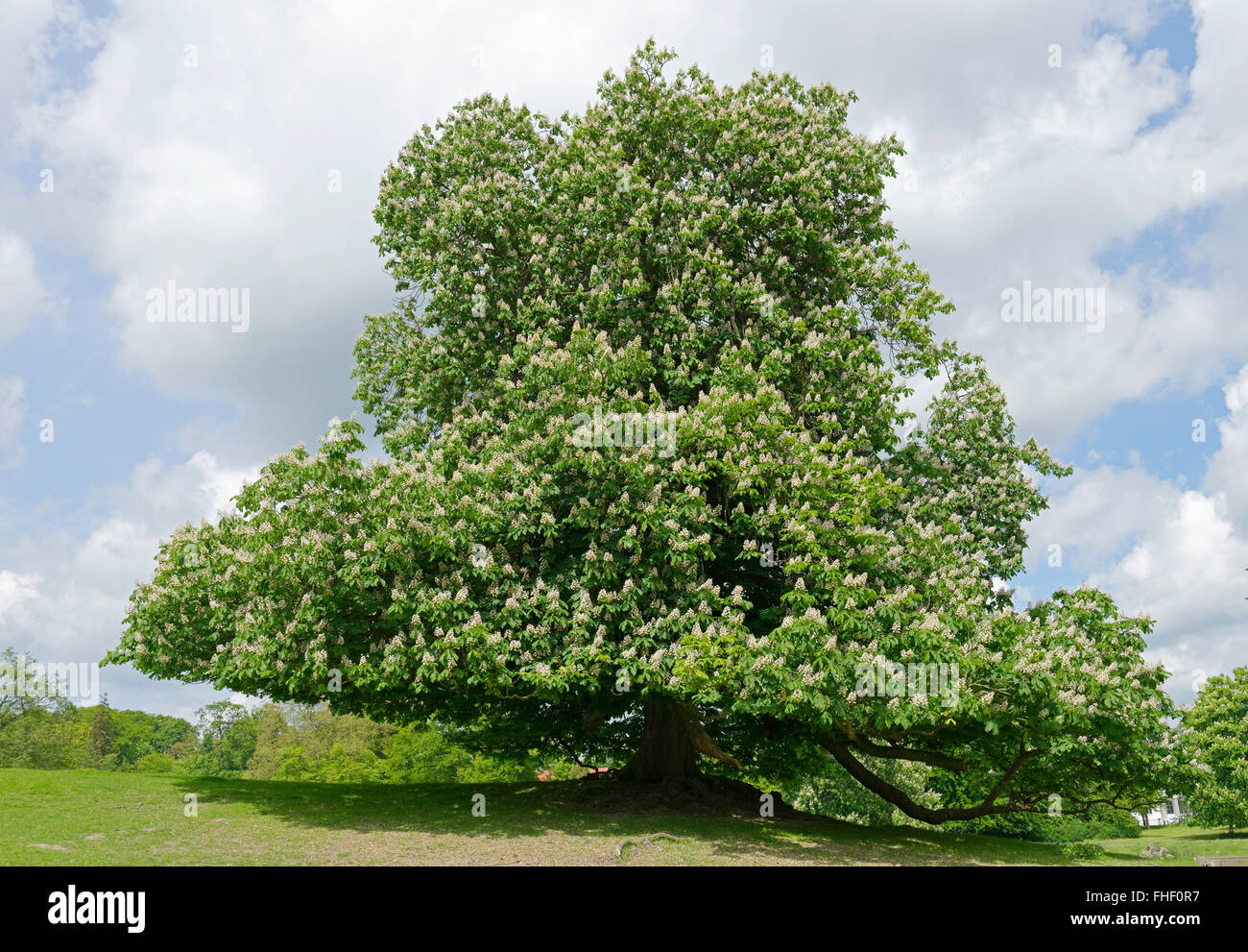 Floración antiguo (Aesculus hippocastanum), viejos árboles en el jardín del palacio, Putbus, Rügen, Mecklemburgo-Pomerania Occidental, Alemania Foto de stock
