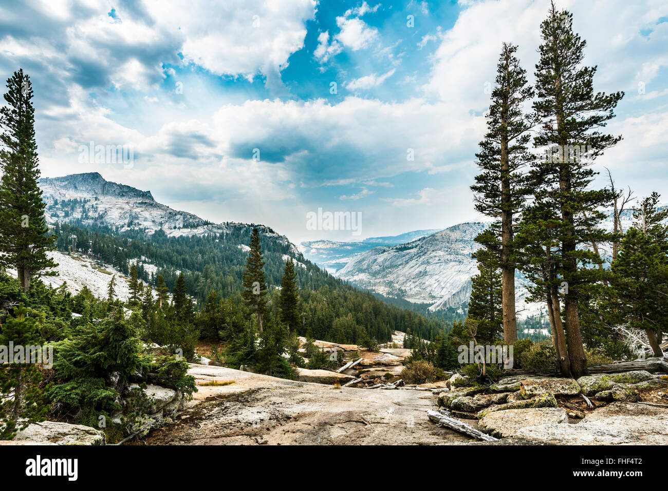 El bosque de pinos, Sierra Nevada, el Parque Nacional Yosemite, California Foto de stock