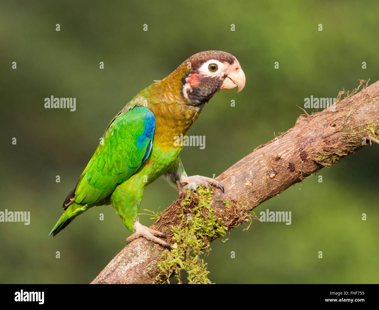 Brown-hooded Parrot encaramado en la rama Foto de stock