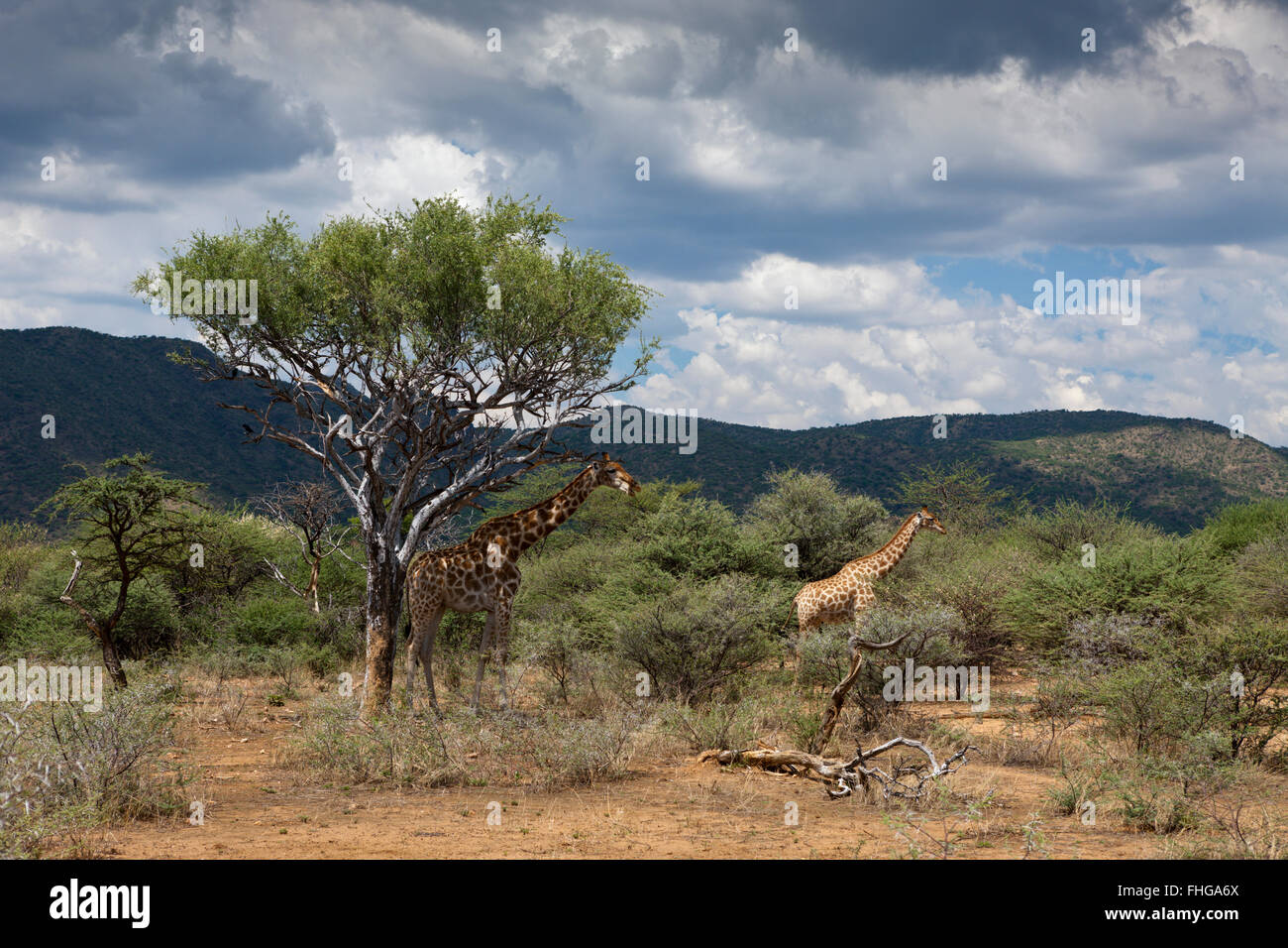 Par de angoleños jirafas, Giraffa camelopardalis angolensis, Namibia Foto de stock