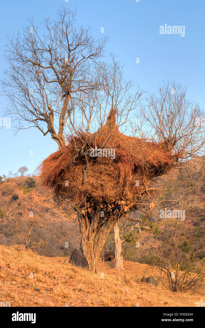 Heno pone a secar en un árbol en la zona rural de Rajasthan, India Foto de stock