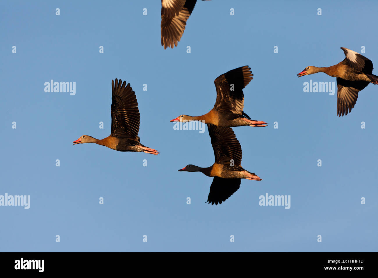 Negro-curva Whistling-Ducks en vuelo en Quebro, provincia de Veraguas, República de Panamá. Foto de stock