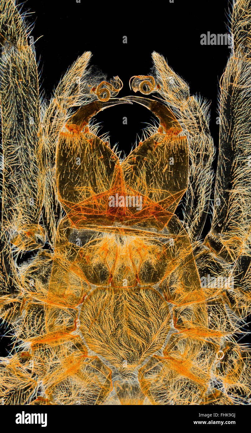 Escafandra spider o araña de agua, Argyroneta aquatica, darkfield macro fotografía palpos partes de la boca Foto de stock