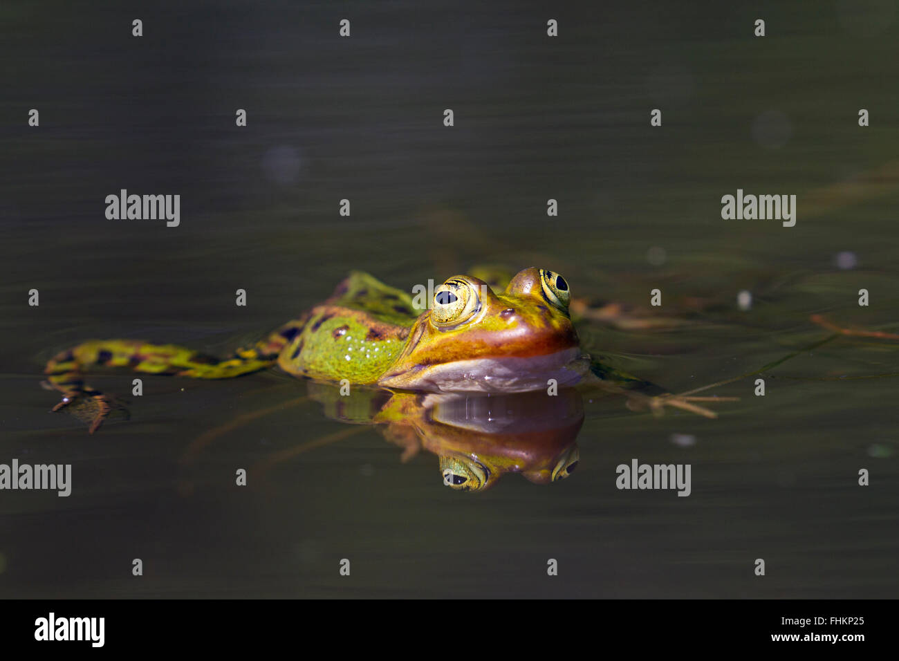 Ranas comestibles / agua / rana común rana verde (Pelophylax kl. esculentus / kl. Rana esculenta) nadando en el estanque Foto de stock