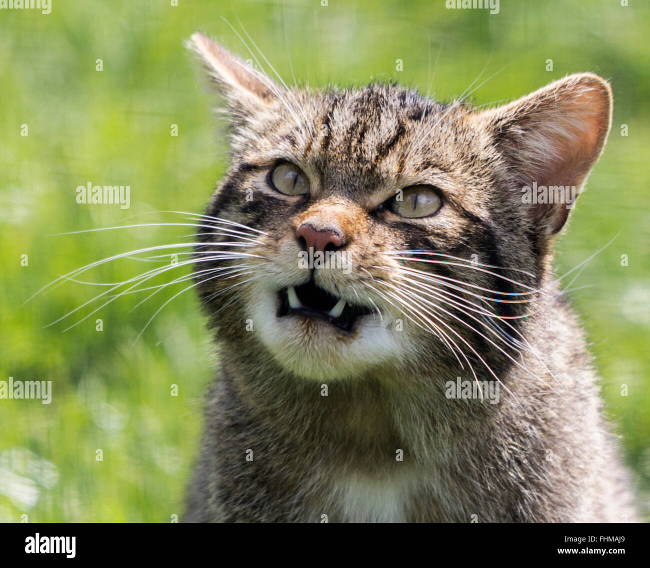 Scottish wild cat head shot con grandes dientes inferiores mostrando. Portero esperando para lanzar algunos pollos para alimentar. Sujetos capturados en gran pluma. Foto de stock