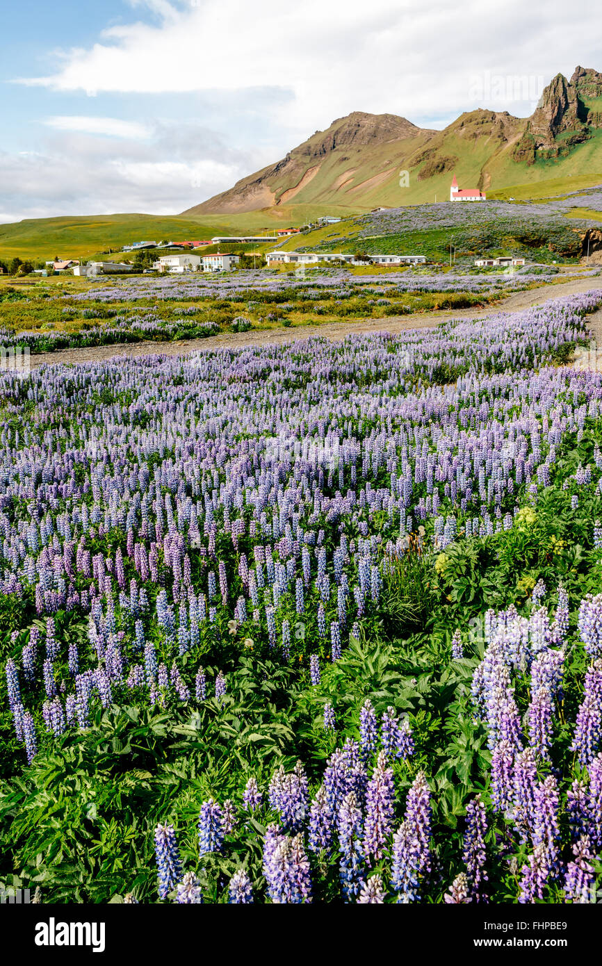 Un campo de flores con un lupino Alaska vista de Vik en el sur de Islandia Foto de stock