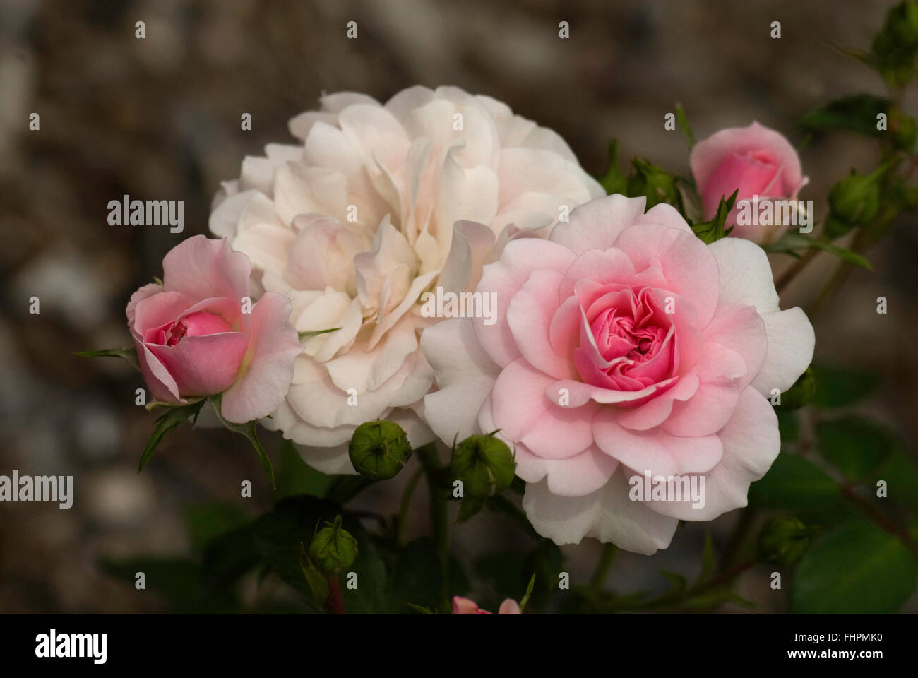 Arbusto, BONICA, rosa, clústeres de Meilland, floribunda, Foto de stock